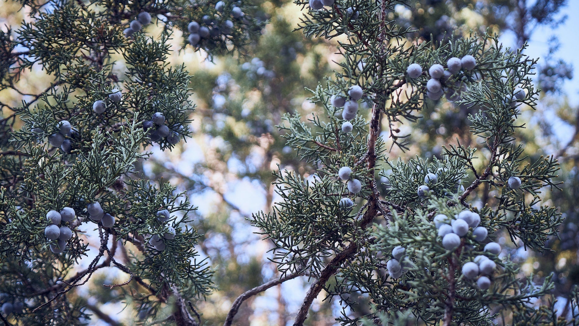 How Distillers Use Juniper Berry for Gin Flavors – Jim & Tonic