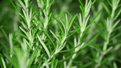 Beverage Spotlight: The Basics of Drinking Mediterranean Gin